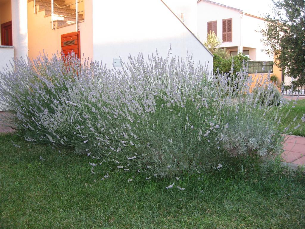 Apartments Blandona Biograd Na Moru Εξωτερικό φωτογραφία